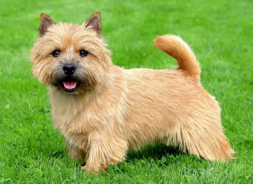 Norwich Terrier temperament Norwich Terrier temperament
