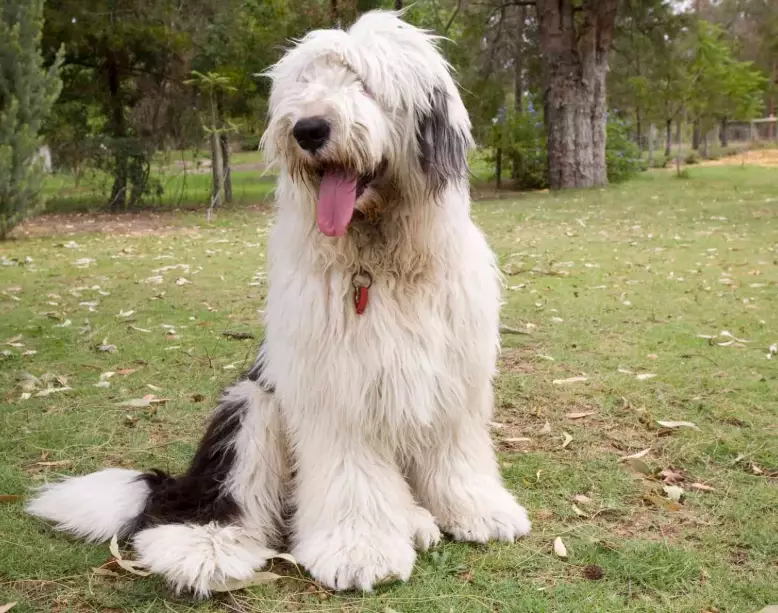 Old English Sheepdog puppy