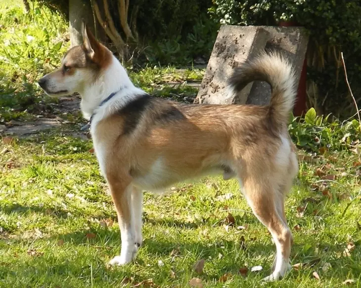 Lundehund characteristics Lundehund characteristics