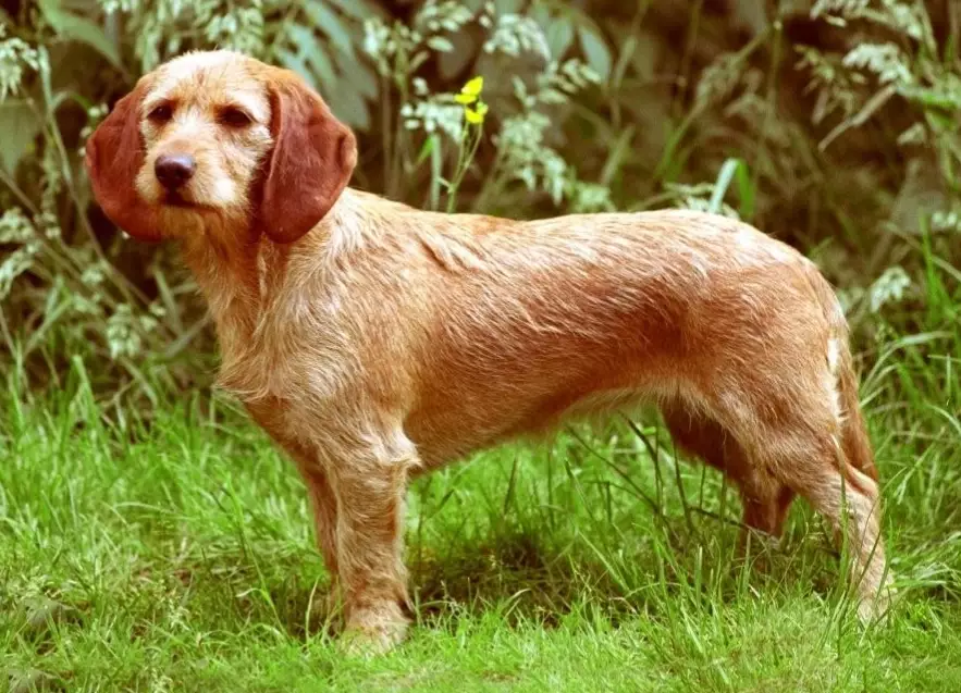 Fauve de Bretagne behavior
