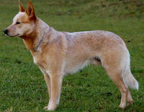 Australian Stumpy Tail Cattle Dog Australian Stumpy Tail Cattle Dog