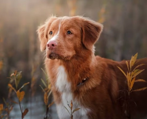 Toller dog breed Toller dog breed