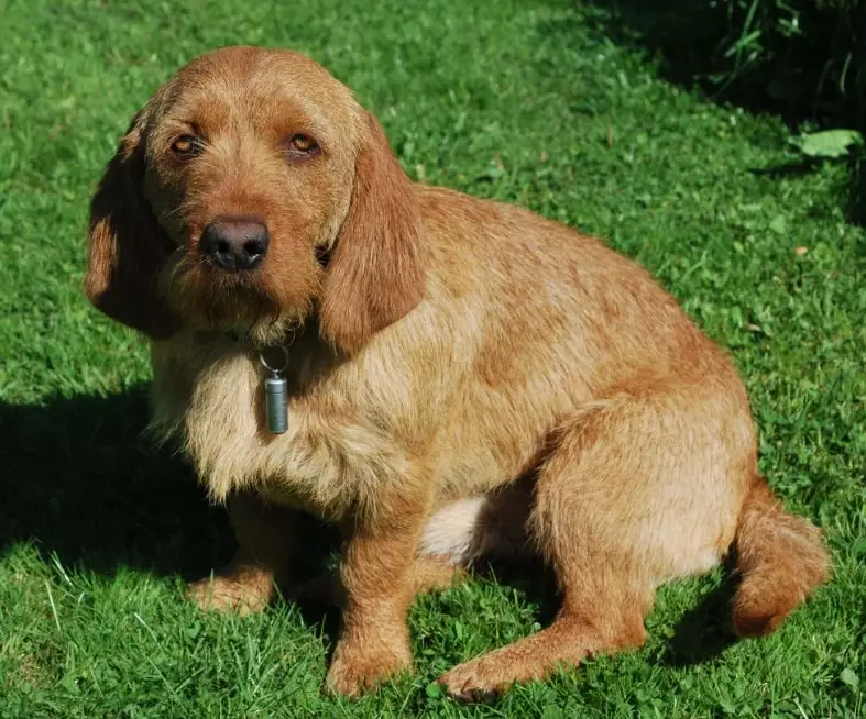 Fauve de Bretagne behavior