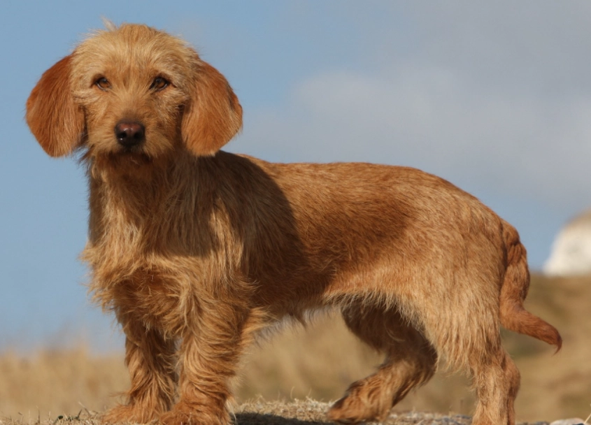 low shedding Basset Fauve low shedding Basset Fauve