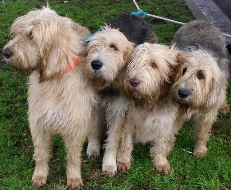 Otterhound rescue