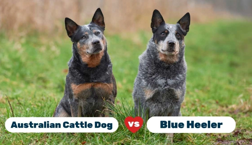 Australian Cattle Dog comparison Australian Cattle Dog comparison