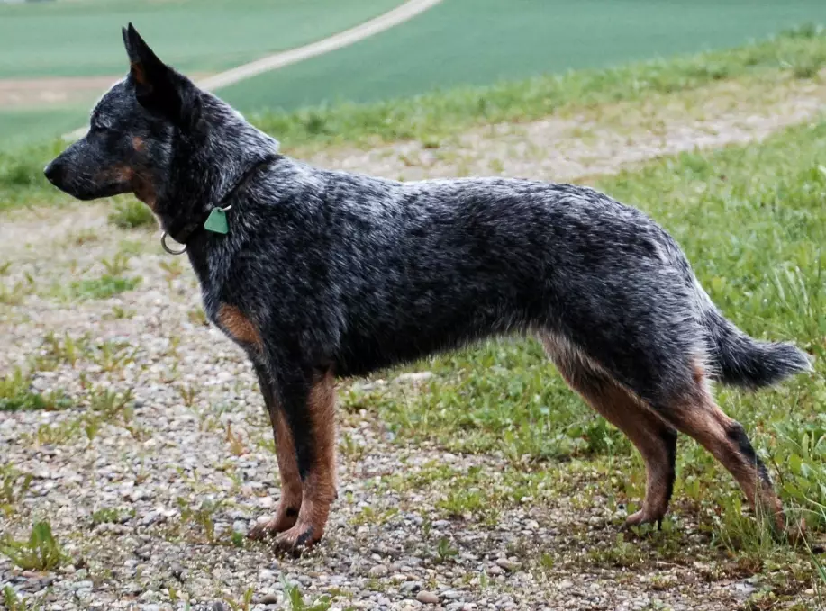 are stumpy tail cattle dogs good pets are stumpy tail cattle dogs good pets