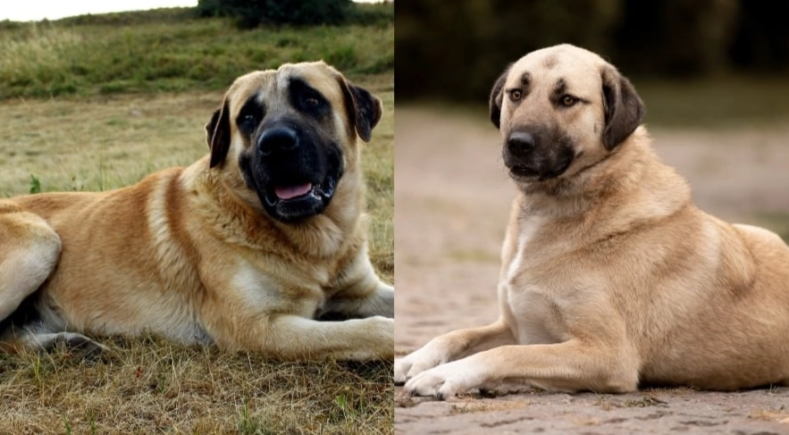 Anatolian Shepherd vs Kangal