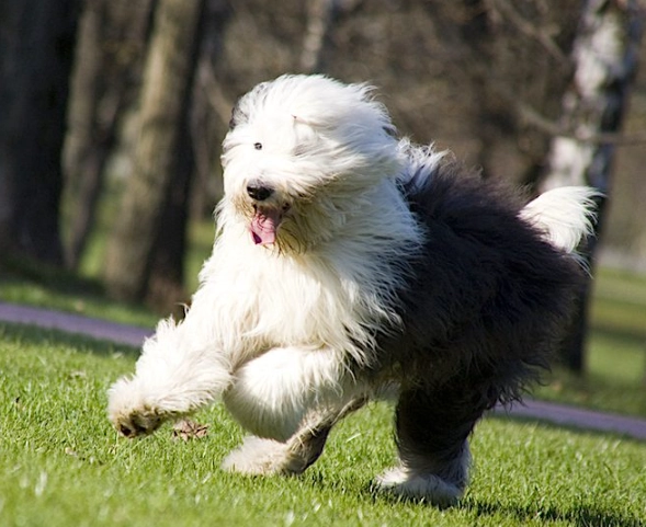 Old English Sheepdog grooming