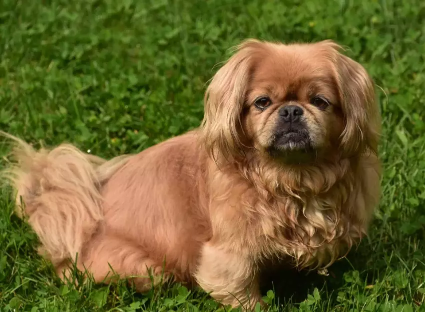 Pekingese temperament
