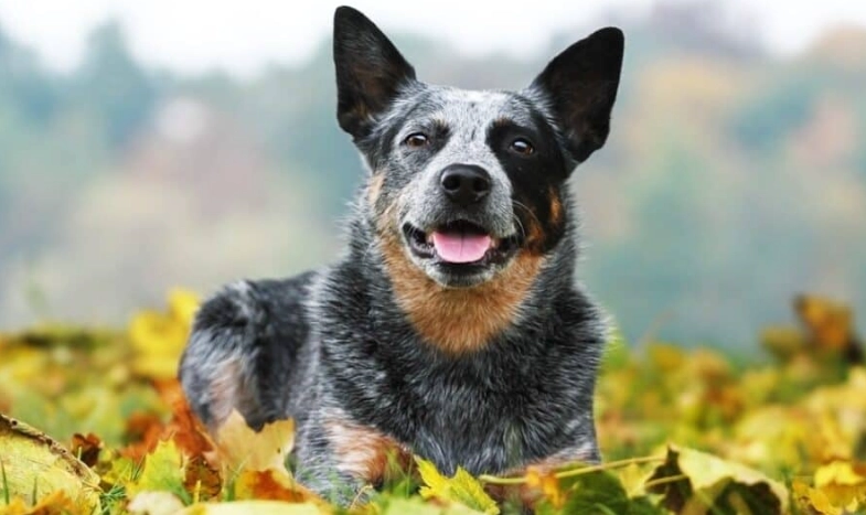 difference between blue heeler and stumpy tail difference between blue heeler and stumpy tail