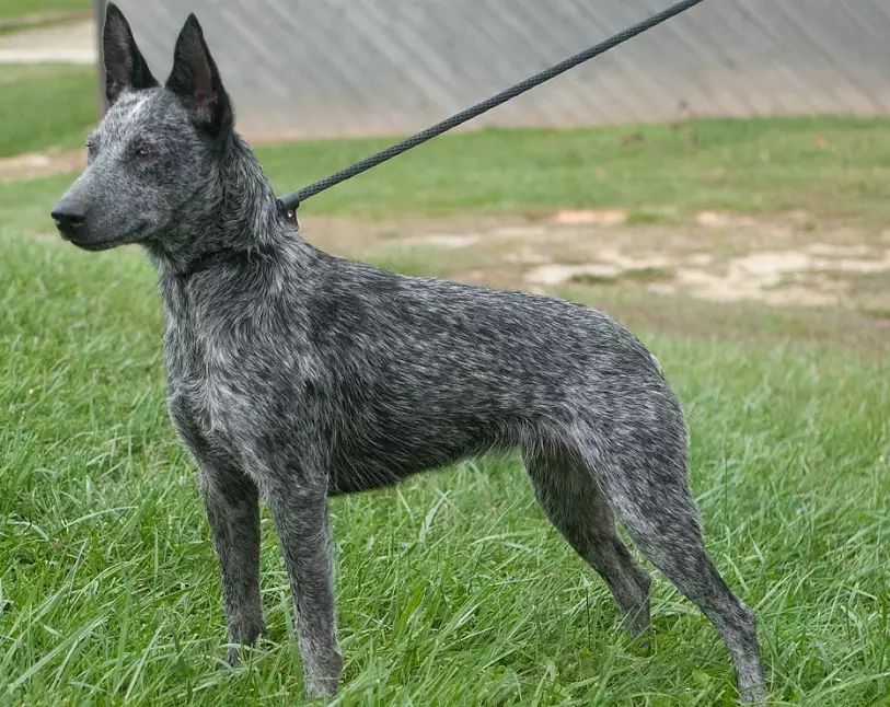 blue speckle Stumpy Tail