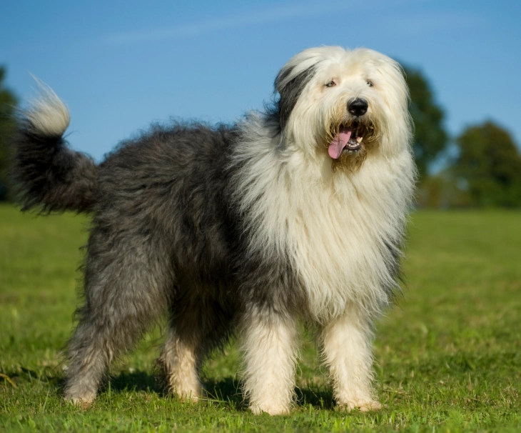 Old English Sheepdog puppy
