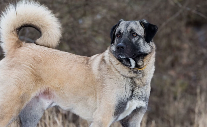 Anatolian Shepherd temperament