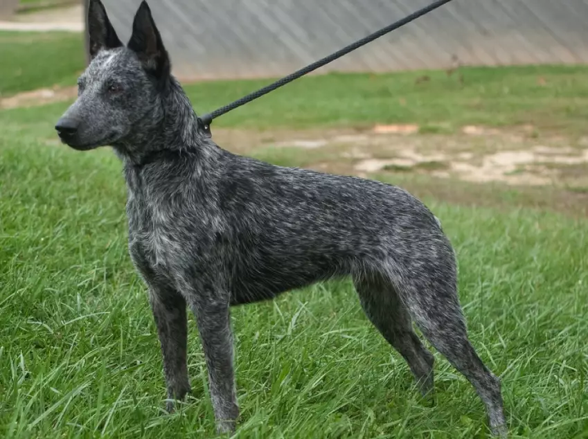 stumpy tail cattle dog personality stumpy tail cattle dog personality