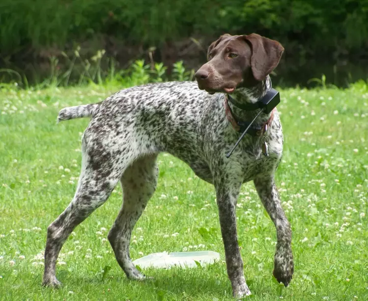 pointer dog training pointer dog training