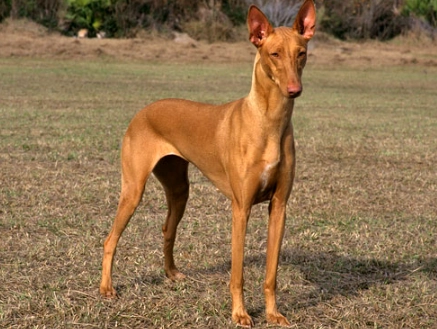 Pharaoh Hound temperament