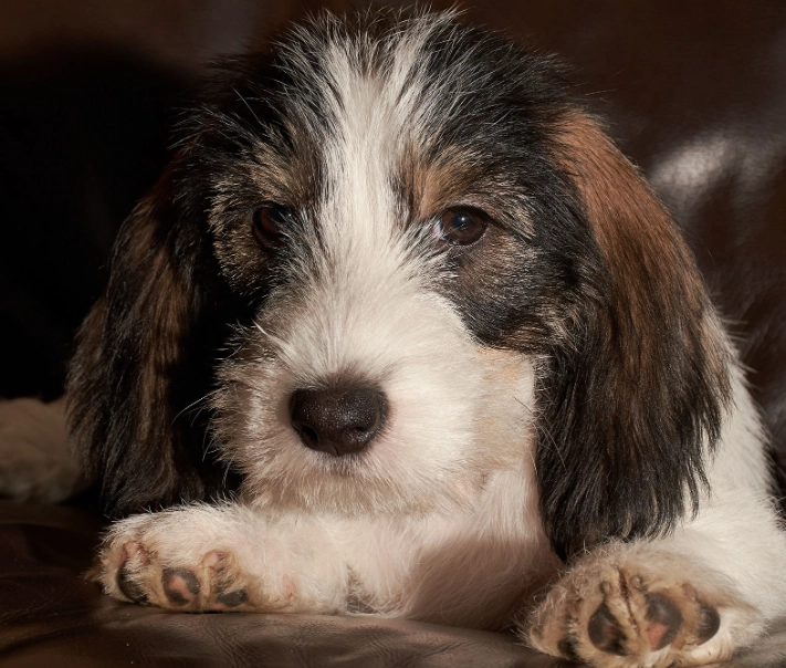 small scent hound small scent hound