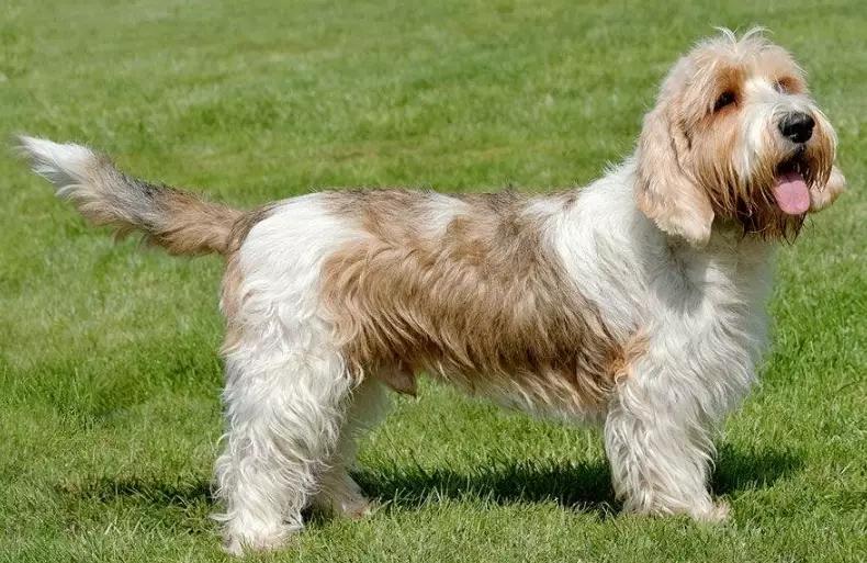 small scent hound small scent hound