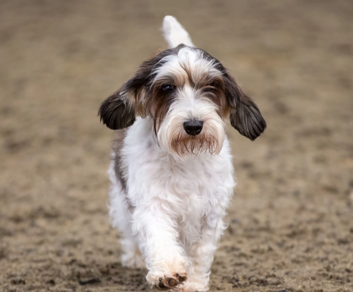 PBGV dog breed PBGV dog breed
