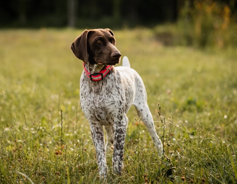 pointer vs setter pointer vs setter