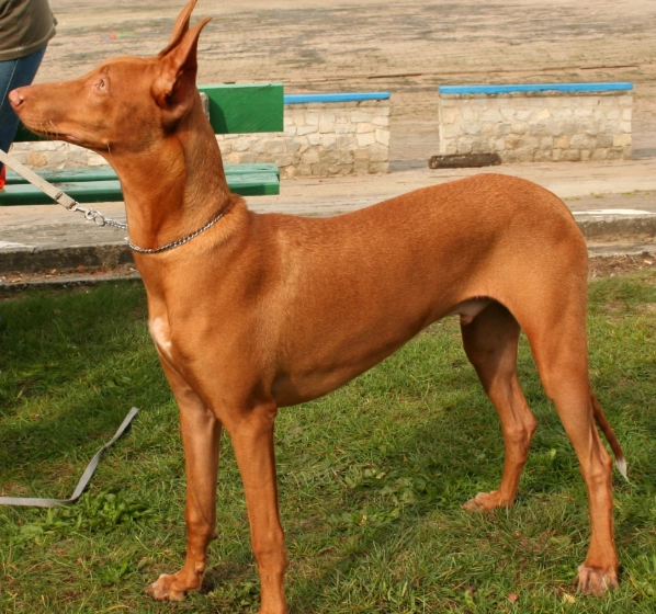 Pharaoh Hound breed info