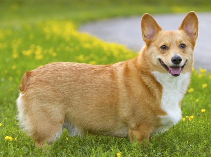 Pembroke Welsh Corgi puppy Pembroke Welsh Corgi puppy