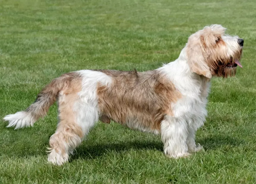 small scent hound small scent hound