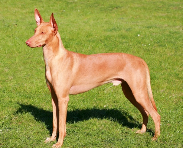Pharaoh Hound breed info