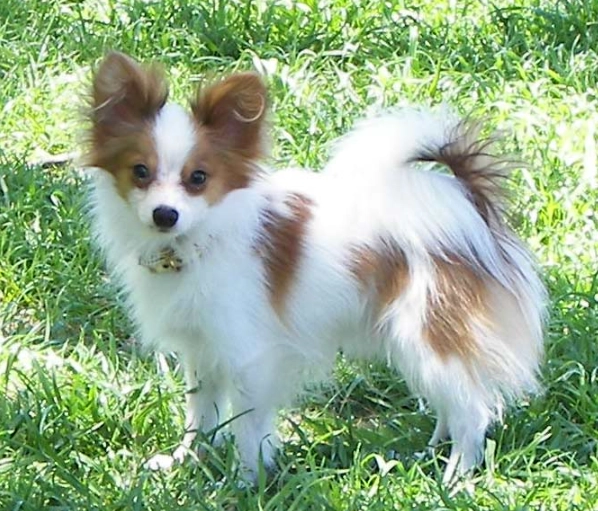 Papillon dog