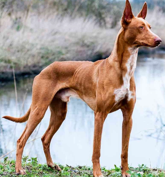 Pharaoh Hound breed info