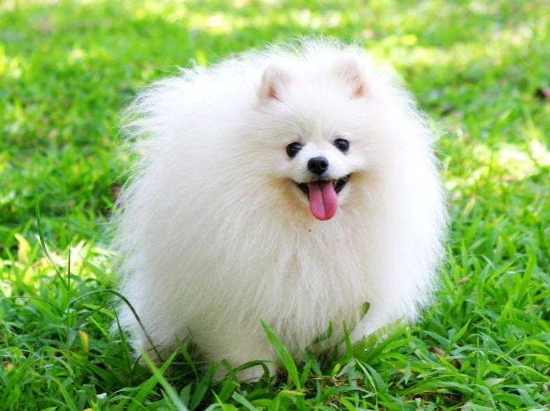 Pomeranian shedding