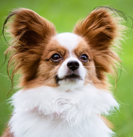 Papillon dog