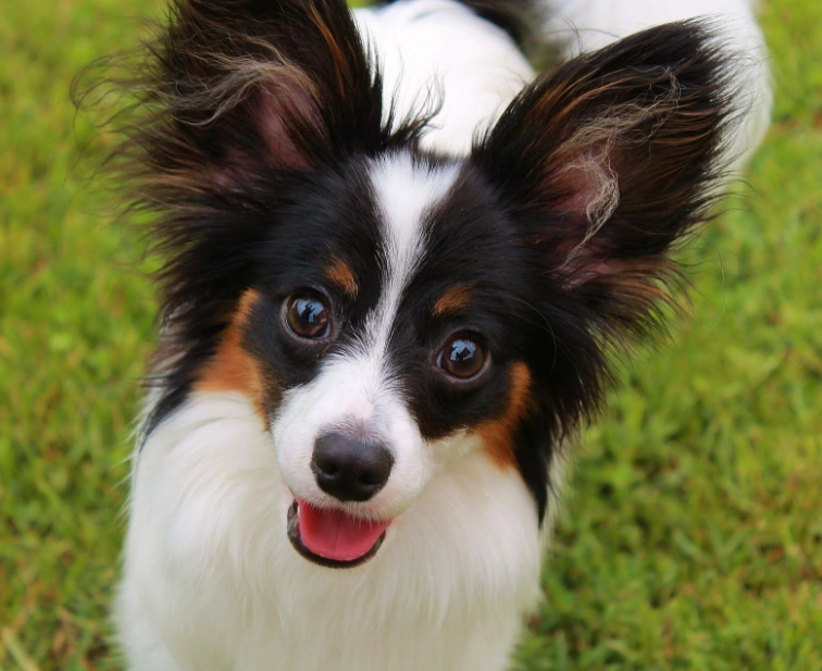Papillon temperament
