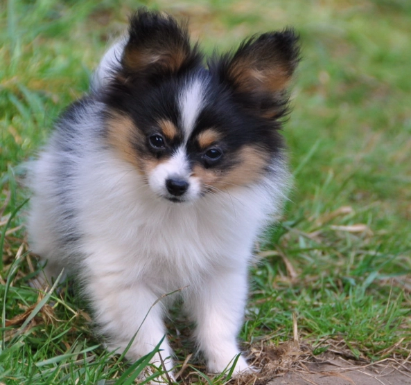 Papillon temperament