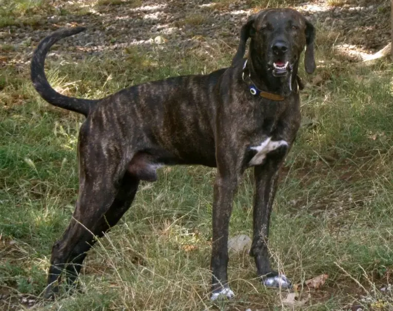 Plott data visualization