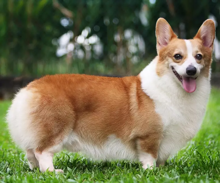 Corgi care guide Corgi care guide