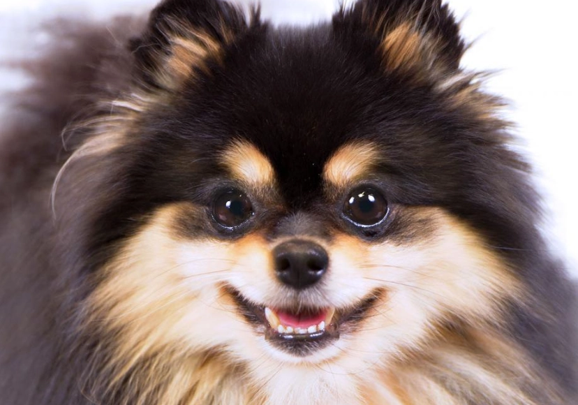 Pomeranian shedding