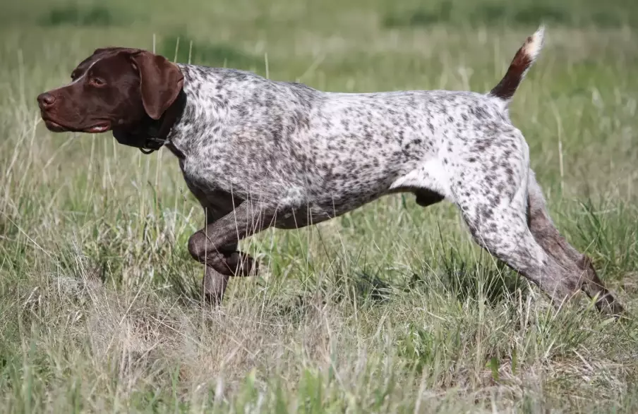 pointer dog training pointer dog training