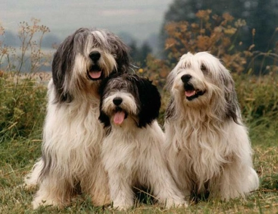 Polish Lowland Sheepdog grooming