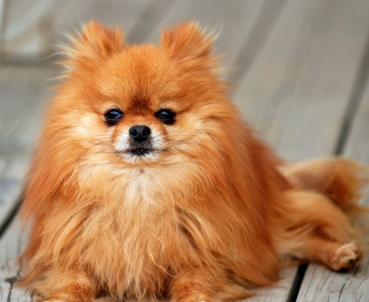 Pomeranian puppy