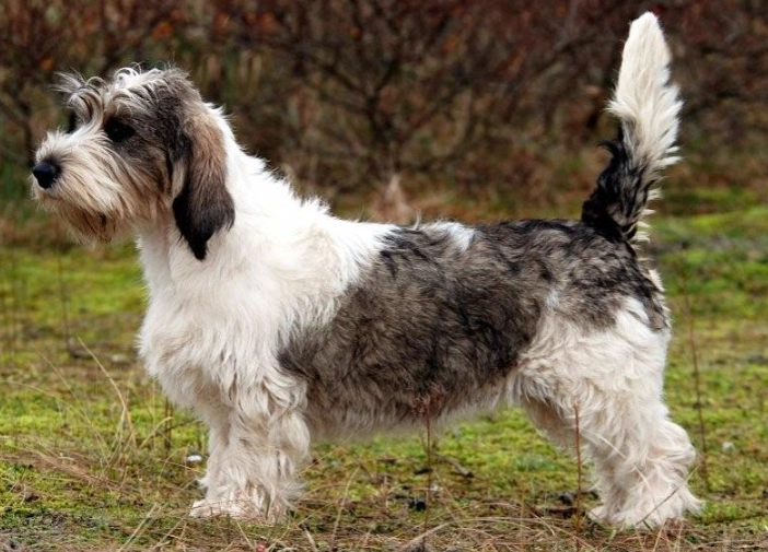 PBGV dog breed PBGV dog breed