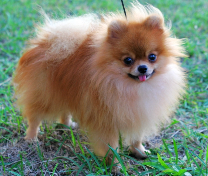 Pomeranian puppy