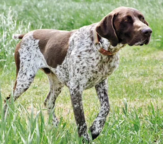 pointer dog breed pointer dog breed