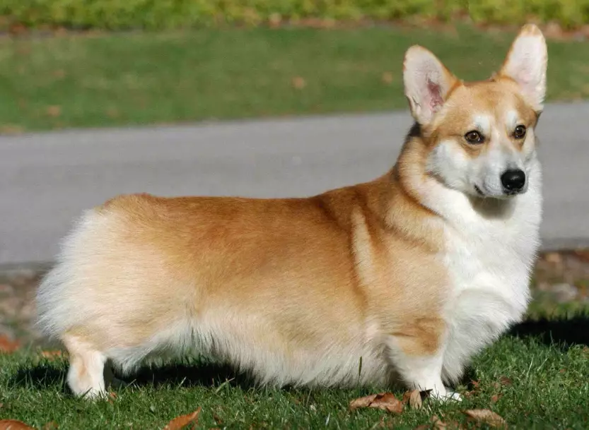 Corgi care guide Corgi care guide