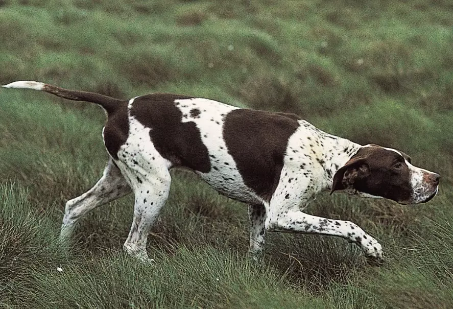 pointer vs setter pointer vs setter