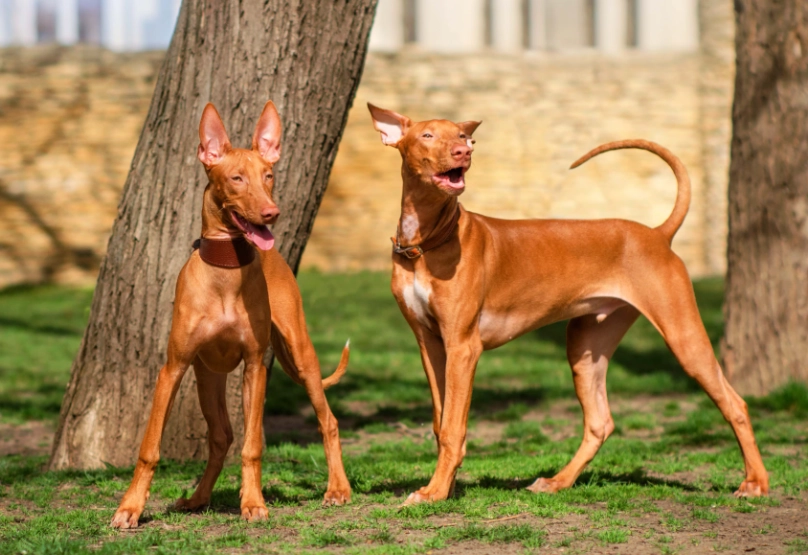 Pharaoh Hound temperament