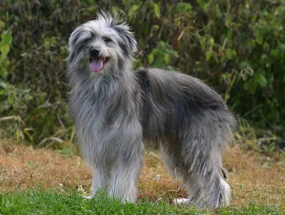 Pyrenean Shepherd grooming