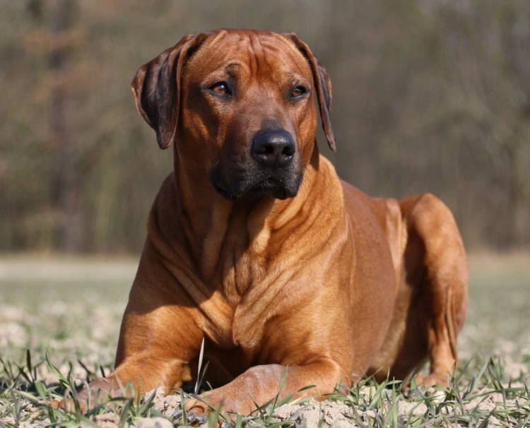 Rhodesian Ridgeback training