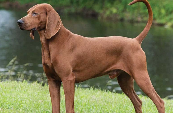 Redbone Coonhound temperament Redbone Coonhound temperament